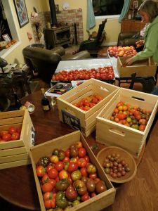 Lizzy, do you hate tomatoes yet?